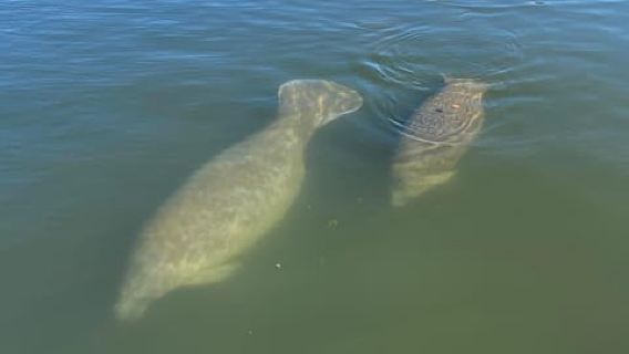Crystal River: Manatee Eco-Tour Boat Ride