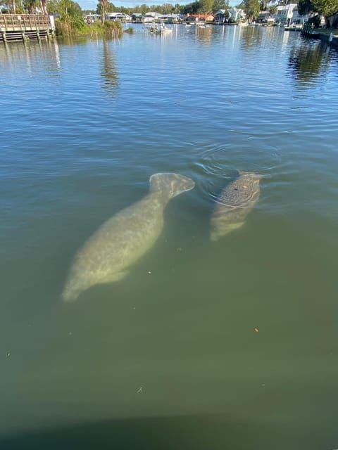 Crystal River: Manatee Eco-Tour Boat Ride