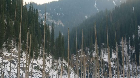 From Almaty: Kolsay Lake and Kaindy 1-Day Guided Trip