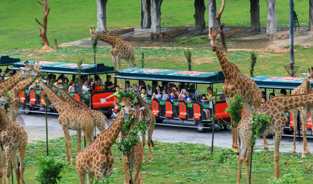 長隆野生動物世界長頸鹿群與觀光小火車互動體驗