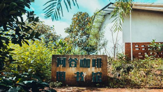 普洱太陽河森林公園+普洱·大開河(野鴨塘河谷莊園)一日遊