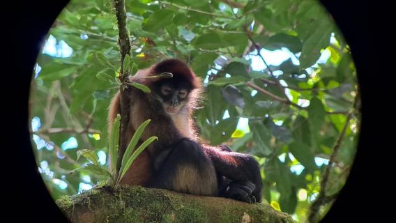 El mejor tour de perezosos de Arenal: una experiencia única con la vida silvestre