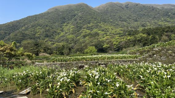 Taipei: Tour di mezza giornata al Parco nazionale Yangmingshan