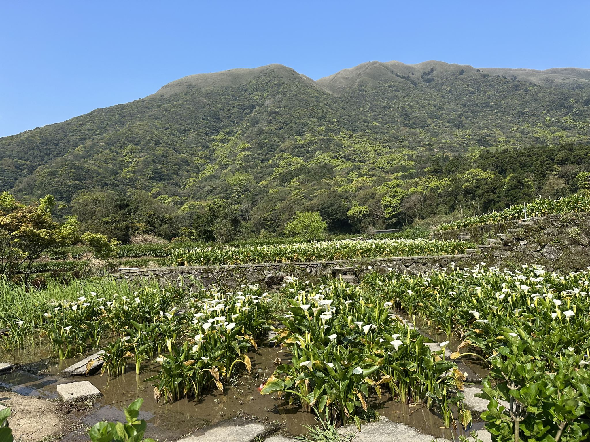 Taipei: Tour di mezza giornata al Parco nazionale Yangmingshan