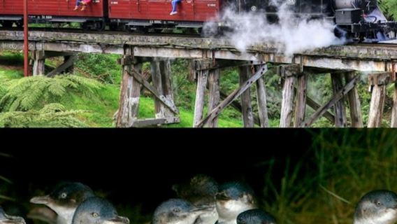 พัฟฟิ่งบิลลี่และขบวนพาเหรดเพนกวินเกาะฟิลลิป: ทัวร์รถบัสและรถไฟจากเมลเบิร์น