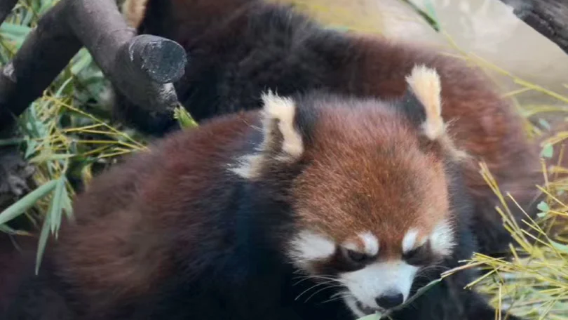 1-day tour to Changzhou Yancheng Wildlife Park and Changzhou Cultural Square