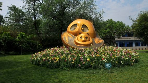 เดินชมเมืองเฉิงตู: ฐานวิจัยการเพาะเลี้ยงหมีแพนด้ายักษ์เฉิงตู + สวนสาธารณะคนเมือง + จตุรัสเทียนพู