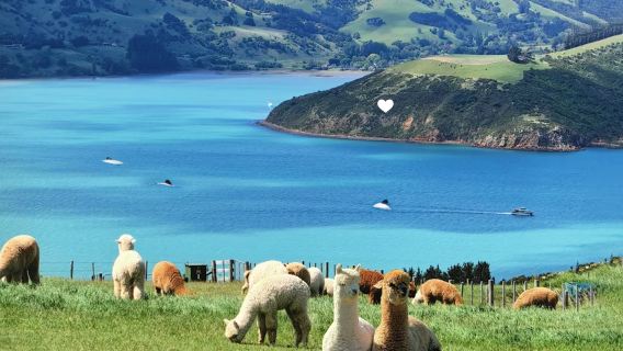 紐西蘭南島阿卡羅阿+羊駝農莊一日遊【基督城來回丨可選含票】