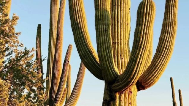 美國鳳凰城來回傑羅姆小鎮鬼城與蒙特蘇馬城堡線-包車-精選