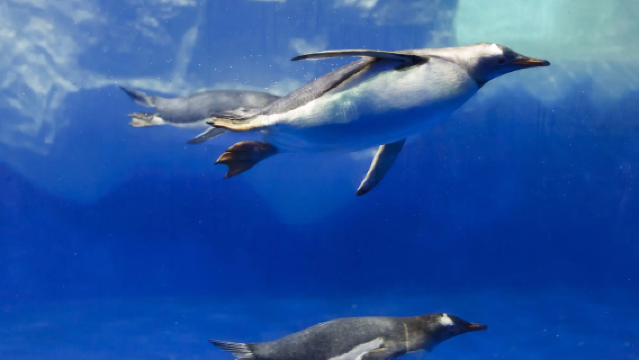 SEA LIFE Kelly Tarlton's Aquarium + Whale & Dolphin Discovery + War Memorial Museum [Flexible Itinerary]