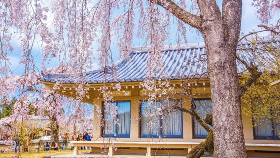 日本京都醍醐寺+正壽院+背割堤+保津峽包車遊【不含門票】