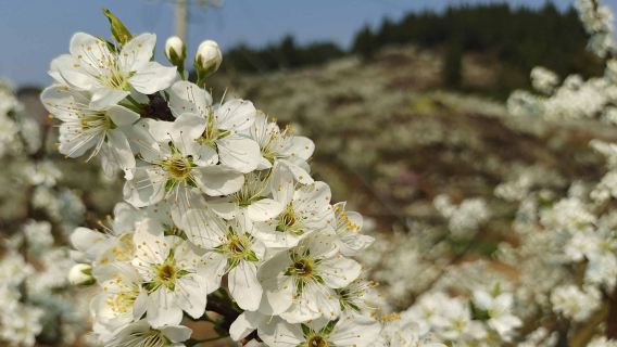 Chongqing, China: 1-day tour to Yinhe plum garden in Yubei