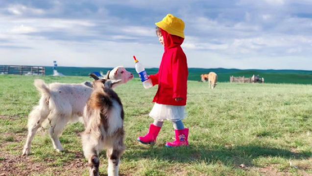 Self-Driving Guests | Visiting Herdsmen in Heishantou (Milking Cows + Feeding Lambs + Mini Train + Ethnic Costumes)