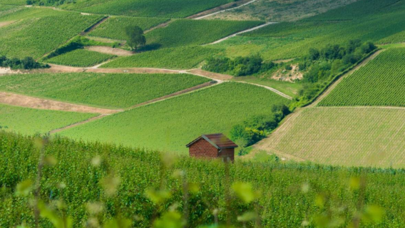 Depart from Paris, France | Champagne winery visit + 6 champagne tastings included