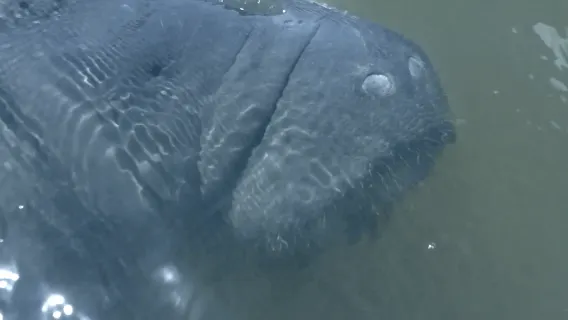 Merritt Island: Manatee Watching Paddle or Kayak Tour
