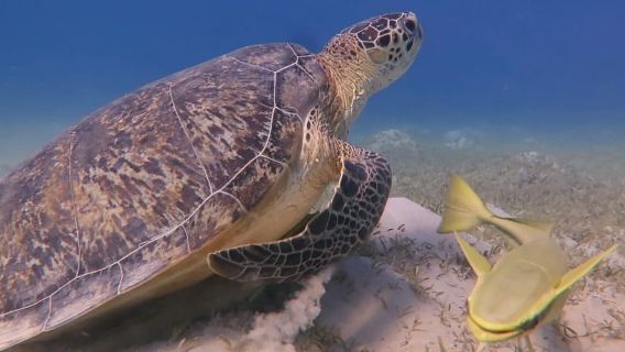 Cairo: Ain Sokhna Snorkeling cruise & optional transfer