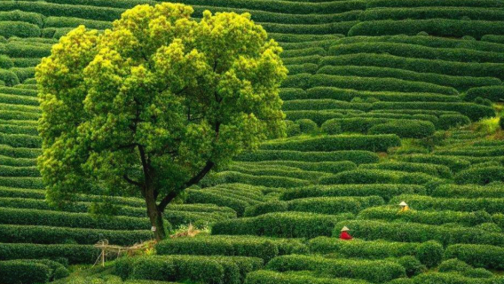 Hangzhou (China): Experiencia de medio día de recolección + tostado + degustación de té en la aldea Longjing | paquete opcional de fotografía turística