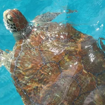 Harbour Lights - Barbados Turtle Snorkel Tour