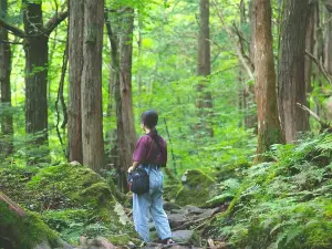 Tateshina Otaki Waterfall Guided Tour: Unknown World of Moss