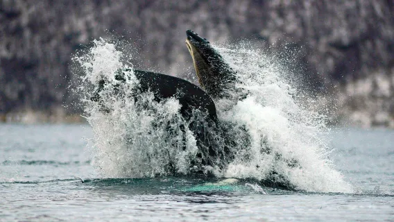 Whale or bird watching from Andenes, Lofoten Island, Norway (12-person RIB or large boat optional)