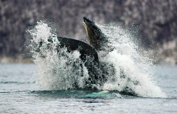 挪威羅弗敦羣島安德內斯出海觀鯨或觀鳥（12人RIB或大船可選）