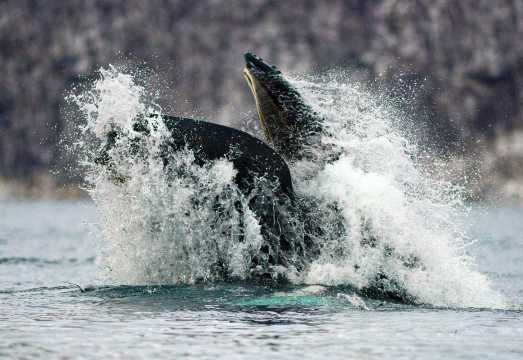 Whale & Bird Watching from Andenes, Norway: Arctic Wildlife Safari Guide
