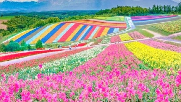 Passeio de um dia em Hokkaido no auge do verão: Zoológico de Asahiyama + Estrada de Patchwork + Fazenda Tomita + Lago Azul de Biei