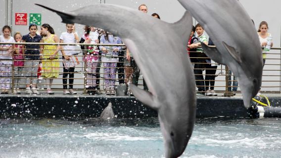 Aquarium of Genoa: Entry Ticket + Lunch or Breakfast