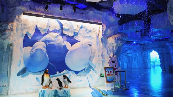 蕪湖大白鯨海洋公園+蕪湖古城一日遊【2-8人小團】