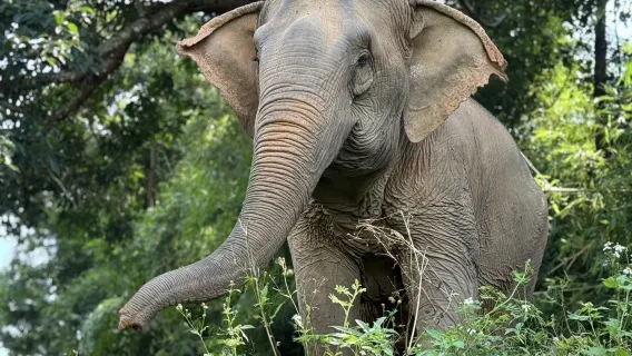 Proyecto Majestic Elephant|Visita ética a los elefantes de un día con rafting en Chiang Mai