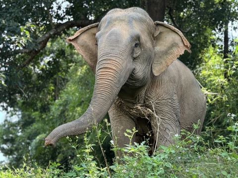 โครงการช้างสง่างาม|ท่องเที่ยวเชิงจริยธรรมวันเดียวกับช้างและล่องแพที่เชียงใหม่