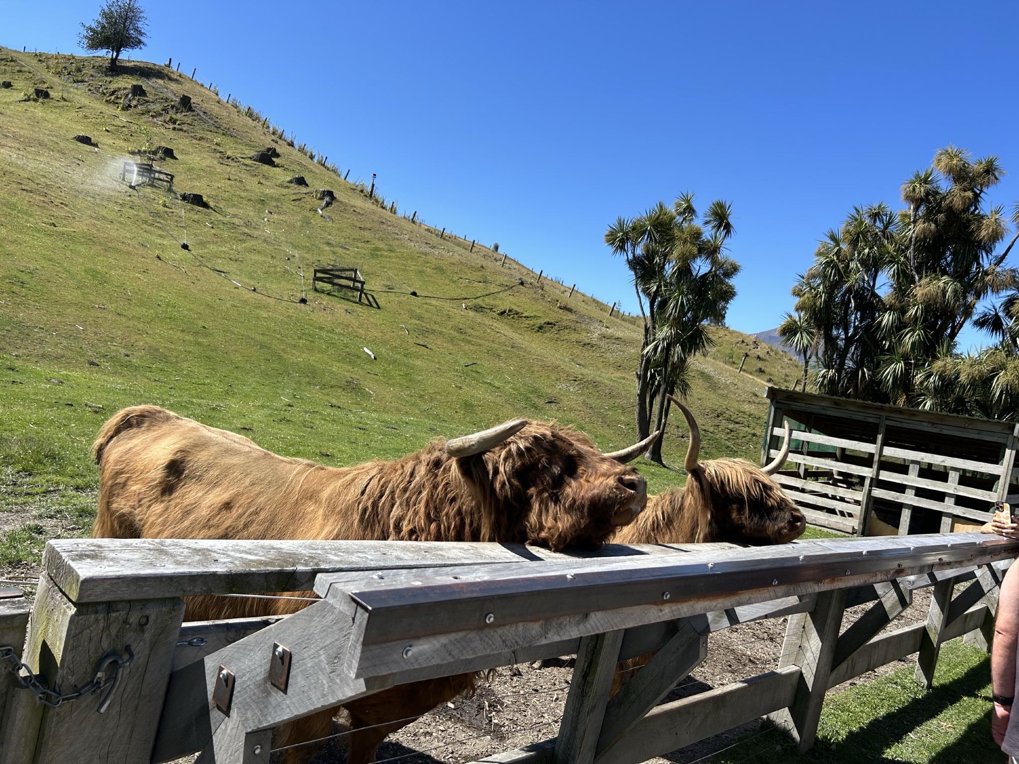新西蘭皇后鎮纜車+蒸汽船+羊駝農場｜私人訂製行程｜可多日