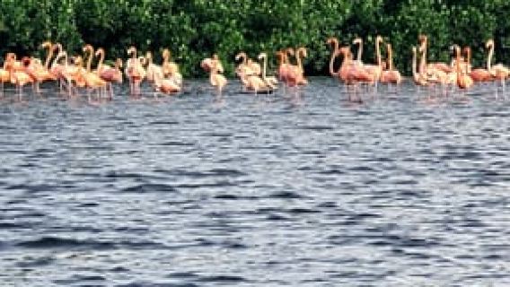 Caroni: Bird Sanctuary Wildlife Swamp Tour