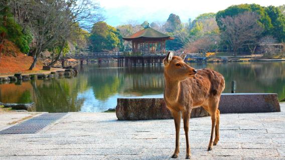 From Kyoto: Nara, Osaka & Kobe Day Trip – 3 Cities in 1 Day