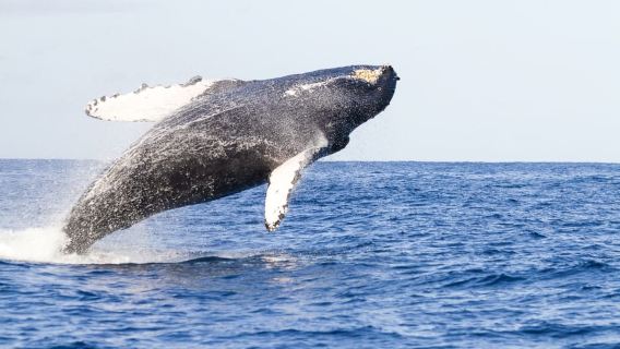 Oahu: Umweltfreundliche Walbeobachtungstour an der Westküste