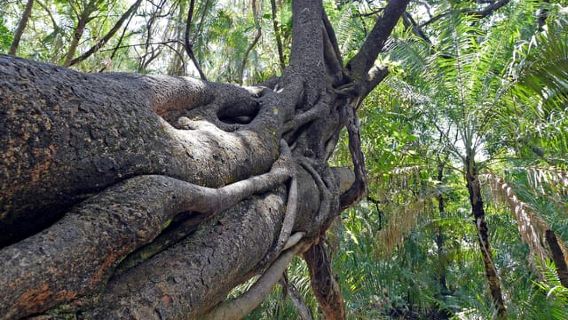 Geführte grenzüberschreitende Tour zu den Victoriafällen