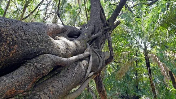 Visita guiada transfronteriza a las cataratas Victoria