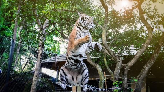 Chiang Mai Kerchor elephant eco park + Tiger Kingdom + Elephant POOPOOPAPER Park Chiang Mai (Chinese-speaking driver private charter service)