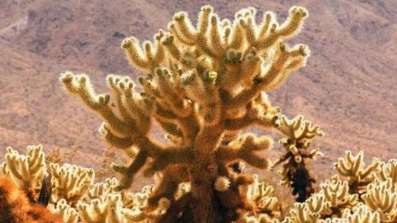 美國洛杉磯來回約書亞樹國家公園+棕櫚泉（選一）定制包車一日遊