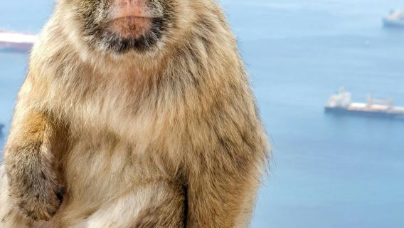 Gibraltar : Excursion guidée d'une journée au départ de Malaga