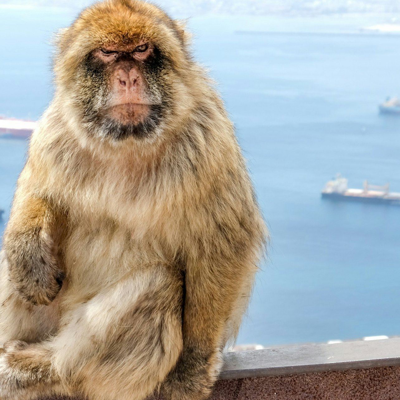 Gibraltar: Guided Day Tour from Málaga