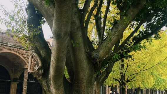 perjalanan satu hari ke Museum Sanxingdui, Kuil Konfusianisme, Taman Ukiran Batu, dan Danau Wende di Deyang, Provinsi Sichuan, tersedia dengan layanan berbahasa Inggris.