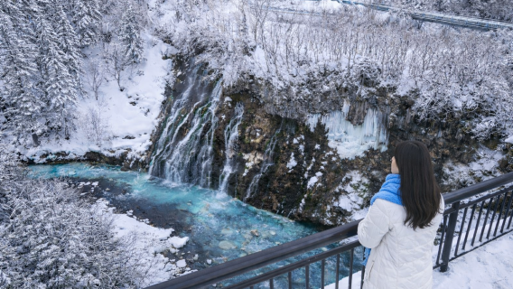 Hokkaido Asahiyama Zoo & Forest Terrace & Shirogane Blue Pond (Aoiike) 1-day tour | Optional 9-13 person small group