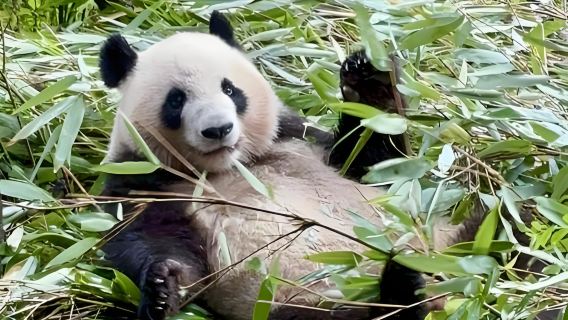 Chengdu Panda Valley + Yangtianwo + Zhongshuge + Dujiangyan + South Bridge [Blue Tears/Seasonal Lantern Festival]