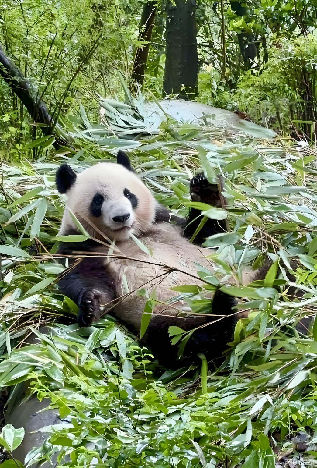 청두 판다 밸리+양톈워+종서각+두장옌+남교(난치아오) [블루 티어/계절 등회]