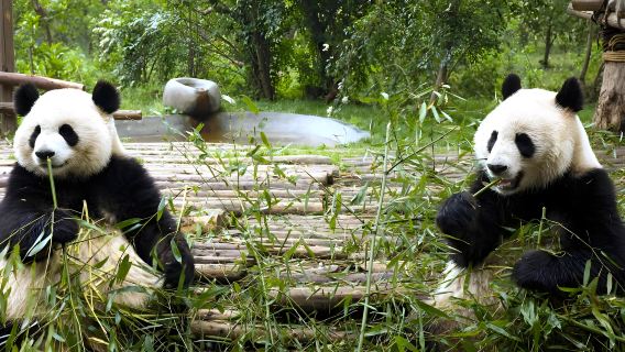 Chengdu Iconic: One-Day English Mini-Group Tour to Panda Base and Sanxingdui Museum