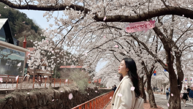 Korea Tagesausflug zur Kirschblüte | Nami Island × Schienenfahrrad × Eden Kirschblütenweg