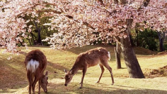 Viaje de los Ciervos y los Cerezos en Flor | Excursión de un día a Kioto + Parque de Nara + Fushimi Inari-Taisha + Arashiyama