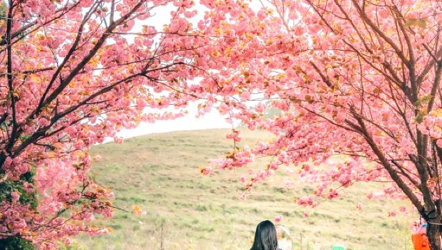 Day Trip from Seoul | Suwon Hwaseong Fortress + Munsusa Temple + Haengjusa Temple