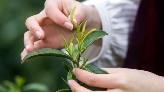 安吉採茶+炒茶+品茶和非遺竹編體驗活動半日
